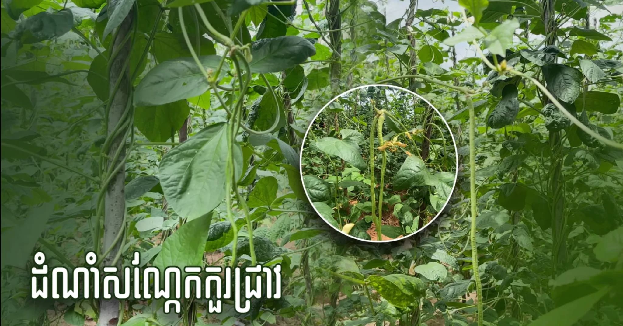 ដំណាំ«សណ្តែកកួរ» របស់កសិករនៅសង្កាត់ជ្រាវ ក្រុងសៀមរាប កំពុងប្រមូលផល ស្របពេលមានតម្រូវការទីផ្សារខ្ពស់។