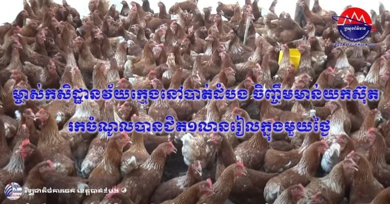 ម្ចាស់កសិដ្ឋានវ័យក្មេងនៅបាត់ដំបង ចិញ្ចឹមមាន់យកស៊ុត រកចំណូលបានជិត១លានរៀលក្នុងមួយថ្ងៃ