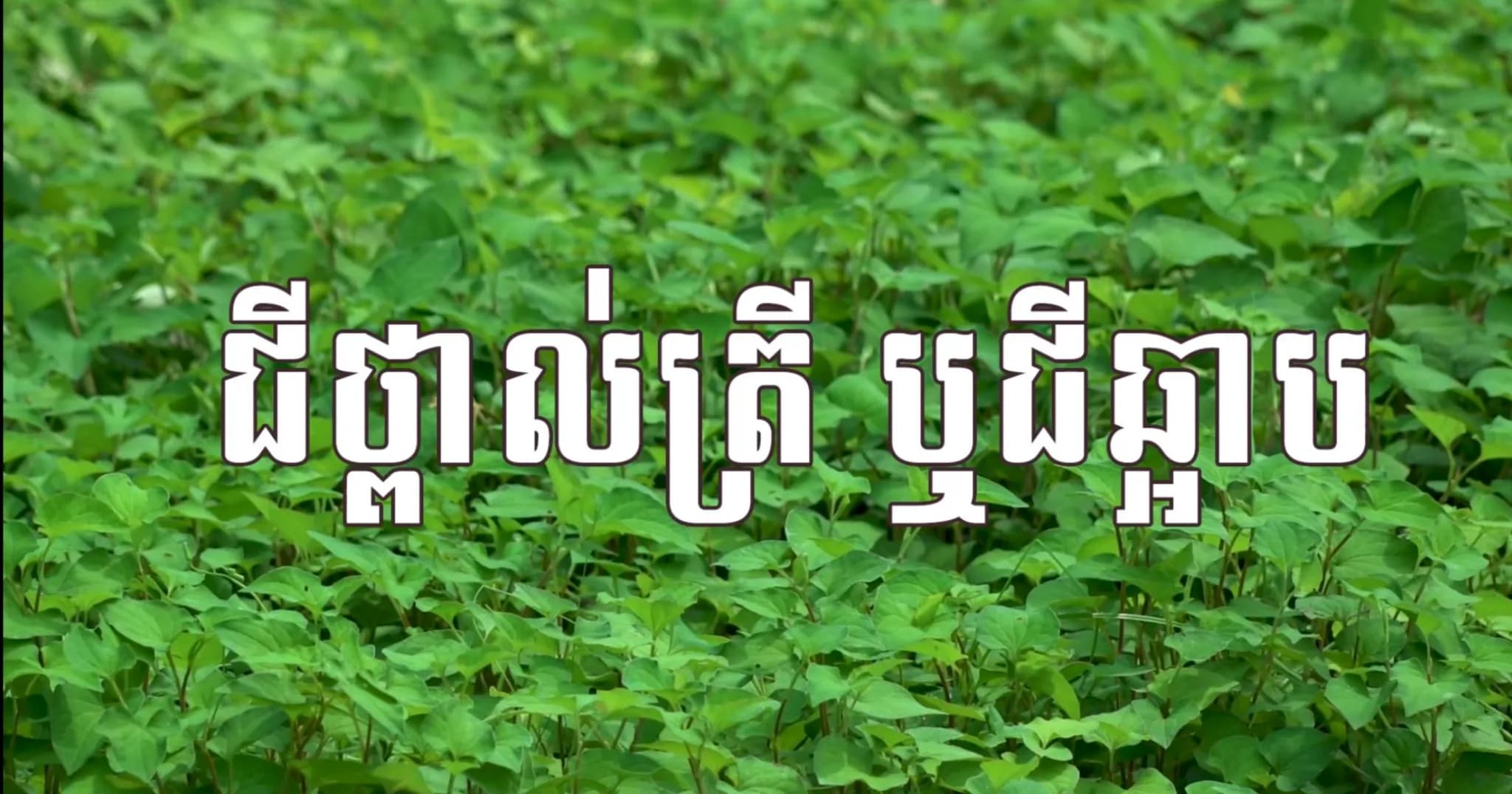 វីដេអូ៖ មុខរបរដាំជី«ថ្ពាល់ត្រី ឬជីឆ្អាប»របស់កសិករនៅ​ស​ង្កាត់​ក្រ​បី​រៀល​ ​ទ​ទួល​បា​ន​ប្រា​ក់​ចំ​ណូល​ខ្ព​ស់​ ​សម្រា​ប់​ផ្គ​ត់ផ្គ​ង់​ជី​វ​ភាព​គ្រួ​សា​រ។​ ​