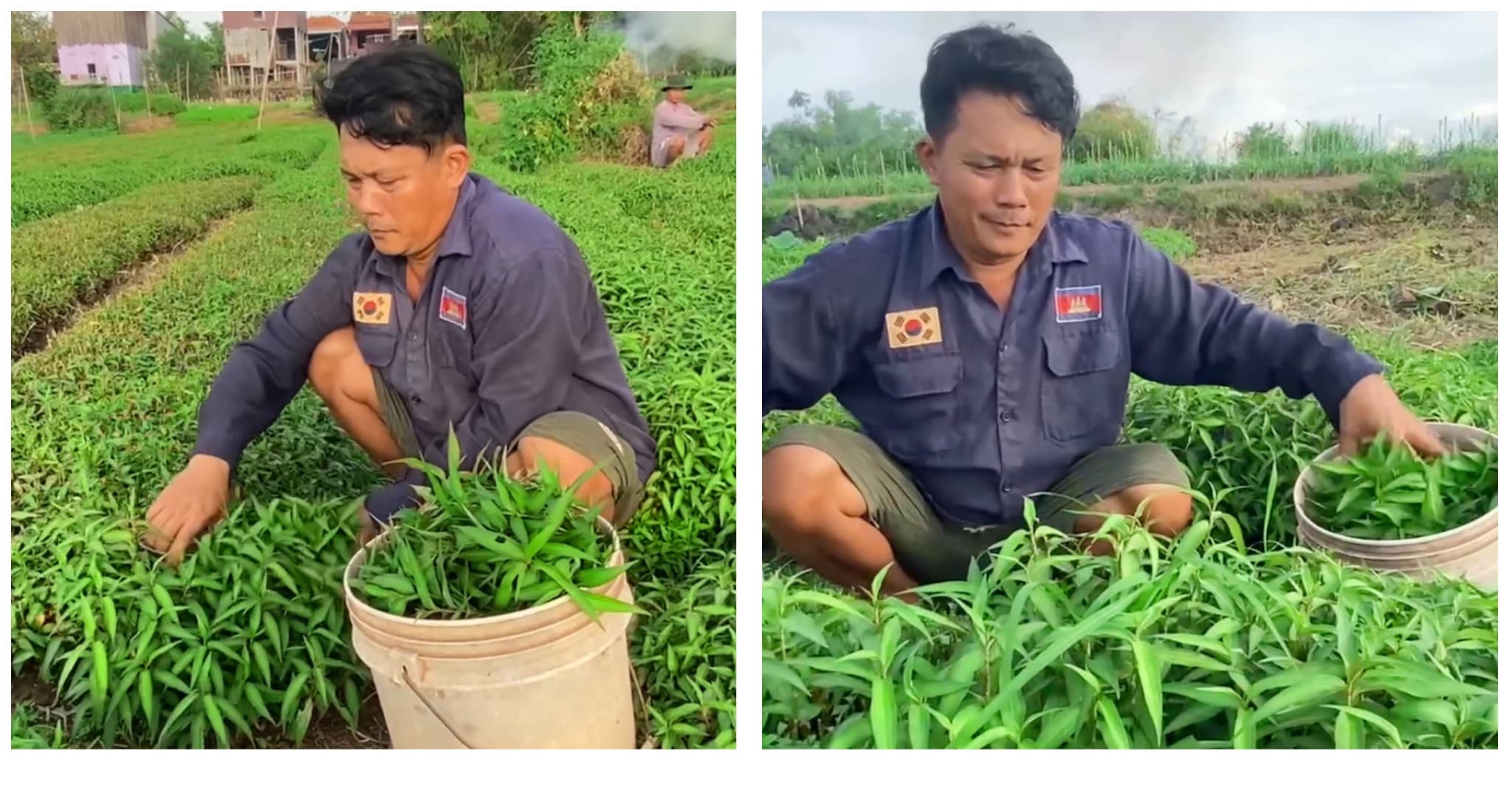 លោក សេង លាង កសិករដាំជី នៅឃុំរំចែក  ស្រុកកំពង់សៀម ចាប់មុខរបបដាំជី ងាយស្រួលដាំដុះ និងថែមទាំងជួយផ្គត់ផ្គង់ជីវភាពប្រចាំថ្ងៃក្នុងគ្រួសារ