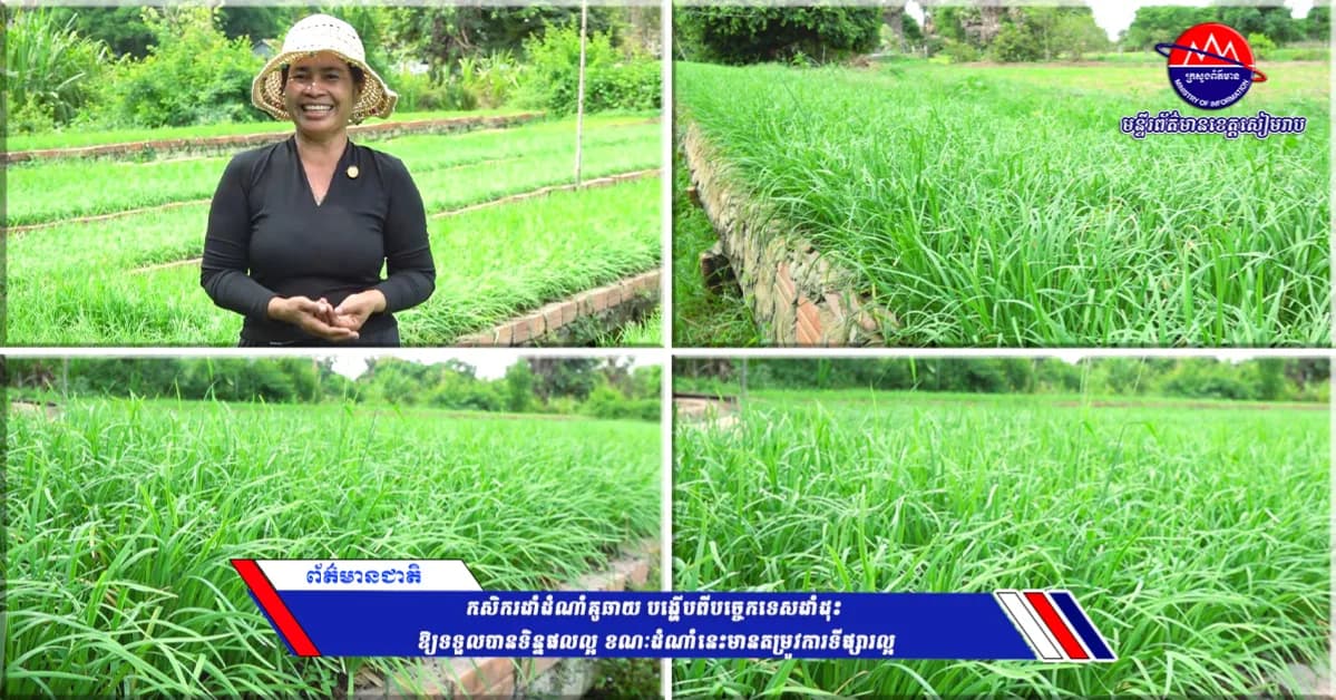 កសិករដាំដំណាំគូឆាយ បង្ហើបពីបច្ចេកទេសដាំដុះ ឱ្យទទួលបានទិន្នផលល្អ ខណៈដំណាំនេះមានតម្រូវការទីផ្សារល្អ